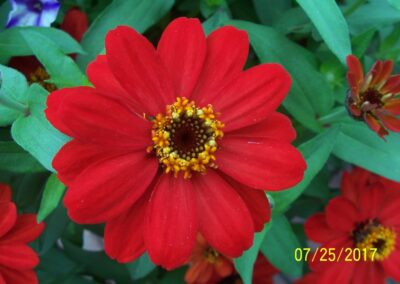 Red flower with yellow center